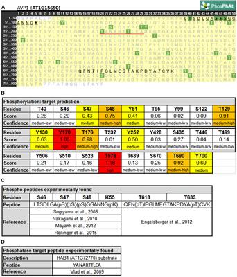 Conjecture Regarding Posttranslational Modifications to the Arabidopsis Type I Proton-Pumping Pyrophosphatase (AVP1)